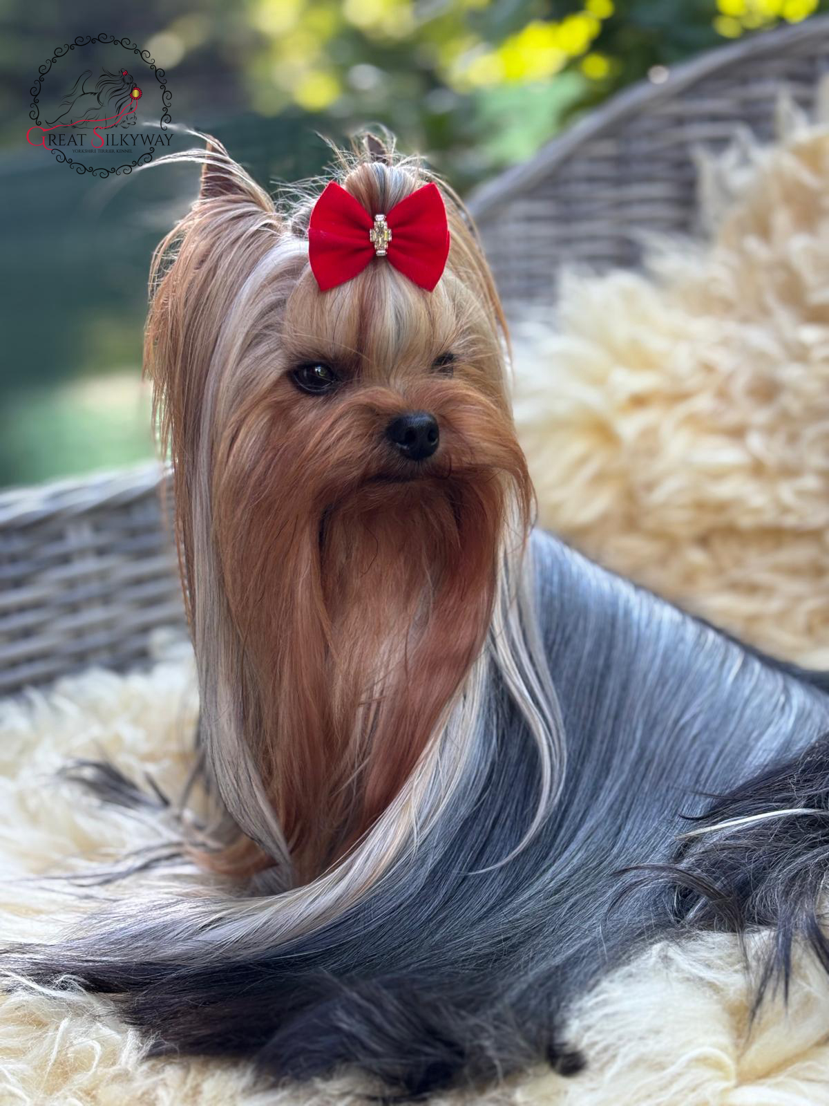 Enchanting Michelle Angel Of My Heart